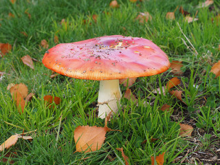 Poisonous red and white Amanita muscaria mushroom, wide open on a grassy patch in a park in Melbourne, Australia