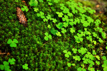 Close-up of moss sphagnum and clovers