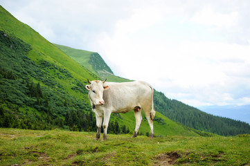 Fototapeta na wymiar A Cow in the mountains