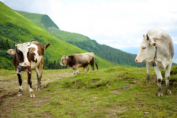 Cows in the mountains