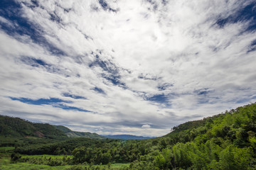 Forest and sky