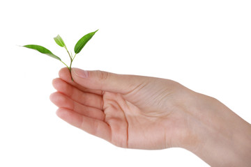 Fototapeta na wymiar Hand holding fresh green sprout isolated on white
