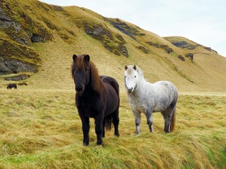 Black and white Icelandic horse  / Two horses on green field in front of mountain