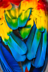 Fototapeta na wymiar macaw sitting on branch