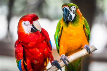 Obraz premium macaw sitting on branch