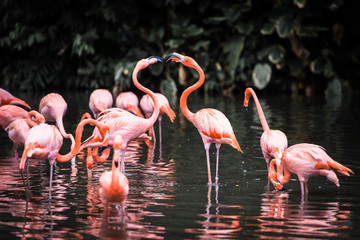 Naklejka premium Flamingo