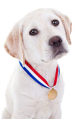Award Winning Dog Wearing Medal