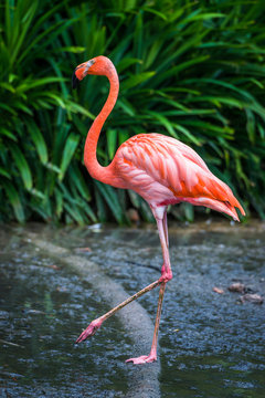 Fototapeta Flamingo