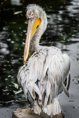 Great white Pelican