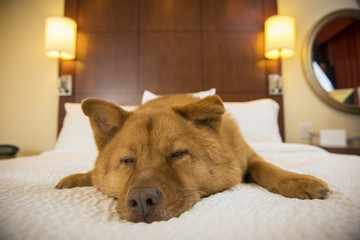 Dog sleeping in hotel room - 87802608