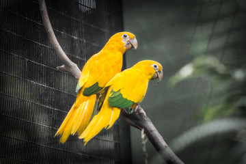 Colorful macaws sitting on log