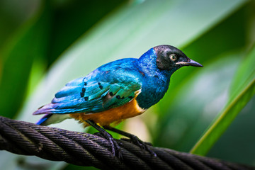 Superb starling in a tree