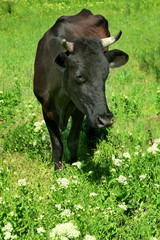 Paddock livestock in lawn