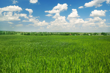 Field with green grass over blue sky background