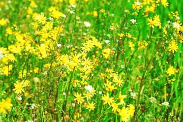 Wildflowers over green grass background