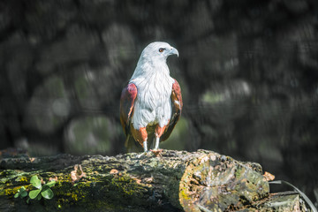 Portrait of hawk