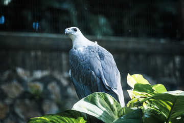 Portrait of hawk