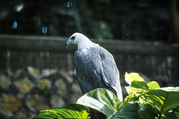 Portrait of hawk