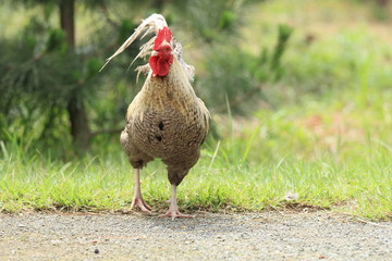 Japanese wild rooster