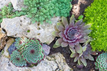 Group of Miniature Succulent Cactus Plant in Stones in Garden
