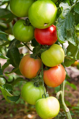 RIpe and green garden tomatoes ready for picking