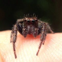 macro shot tiny jumping spider