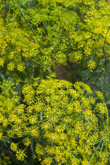 Organic fennel growing in garden. close up