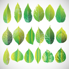 Green leaves set. Vector illustration Eps 10.