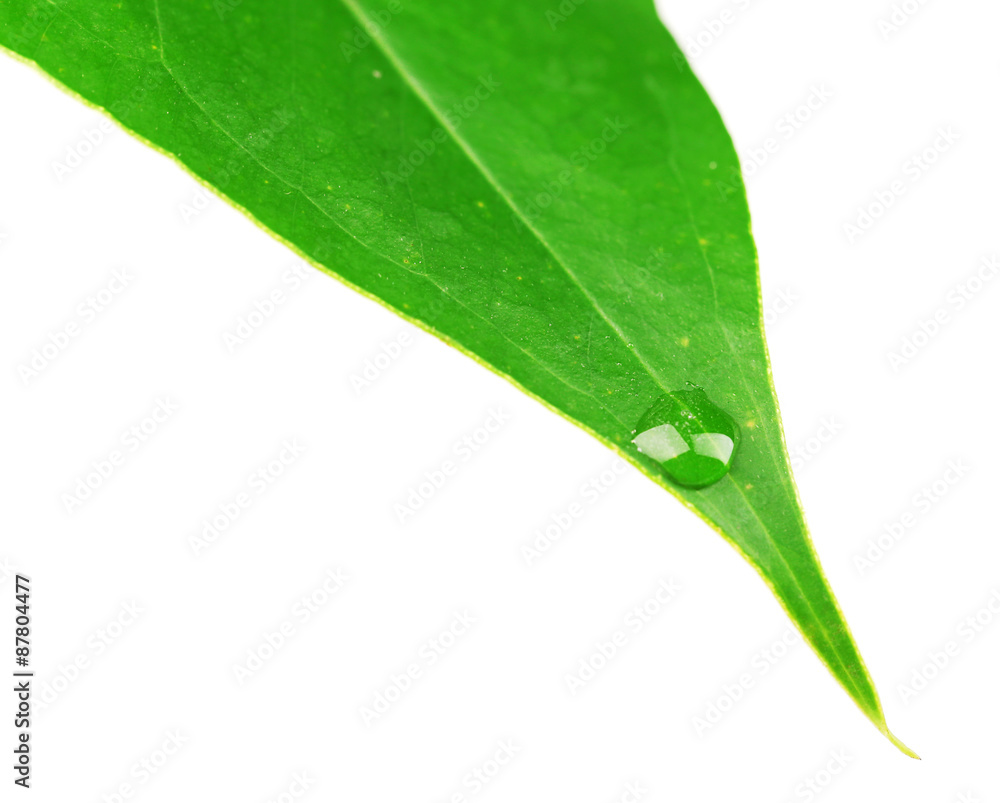 Wall mural Green leaf with droplets isolated on white