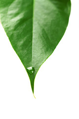 Fototapeta na wymiar Green leaf with droplets isolated on white
