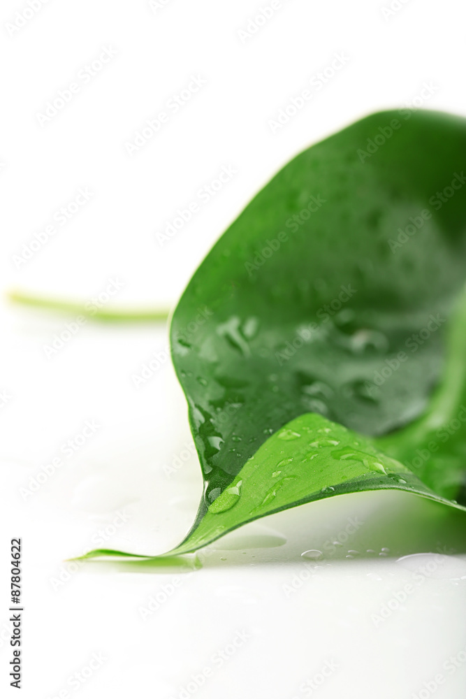 Poster green leaf with droplets isolated on white