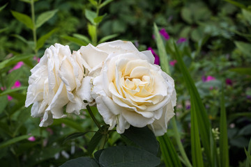 White roses in a garden