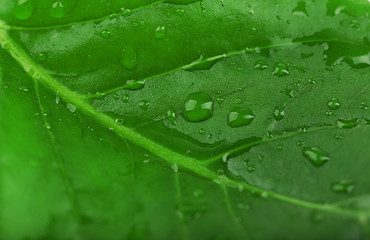 Closeup of green leaf with droplets