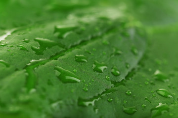 Closeup of green leaf with droplets