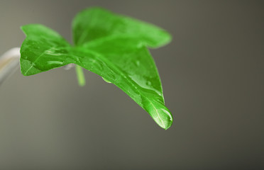 Green leaf with droplets