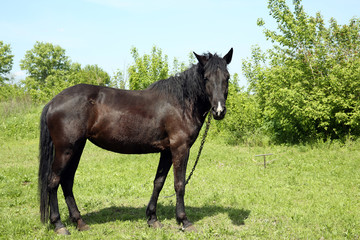 Beautiful dark horse grazing over green grass background