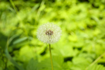 Single white dandelion on blurred natural background
