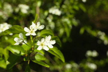Obraz na płótnie Canvas Flowering branch of tree with white flowers, closeup