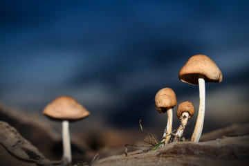 Mushrooms on Log Under the Evening Sky