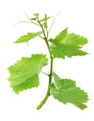Grape branch with green leaves, isolated on white