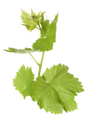 Grape branch with green leaves, isolated on white