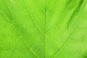 Fresh green leaf, close up