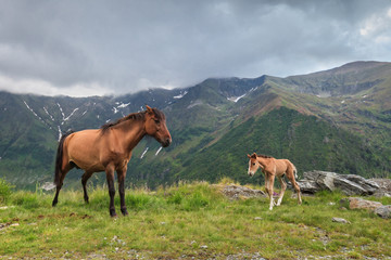 Fototapeta na wymiar horses grazing