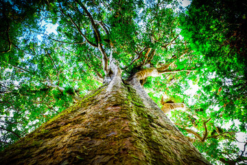 frog view into the tree top of an old tree in the forest.
