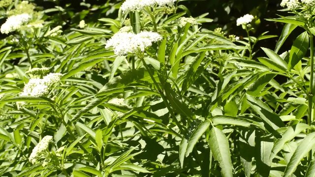 Zwerg-Holunder oder Attich, Sambucus ebulus, giftig, Verwechslungsgefahr mit essbarem Holunder