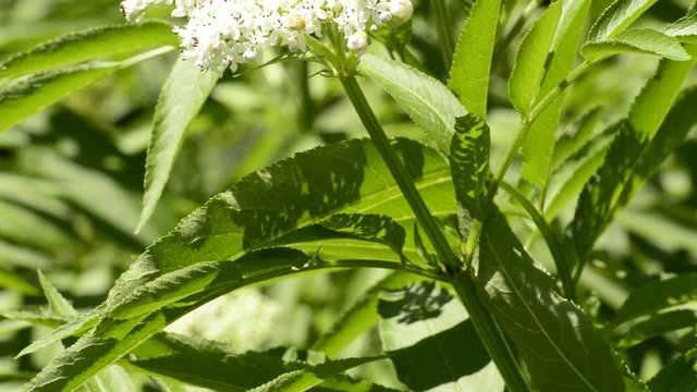 Zwerg-Holunder oder Attich, Sambucus ebulus, giftig, Verwechslungsgefahr mit essbarem Holunder