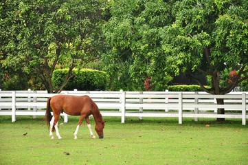 a brown horse is grazing the grass inside the stable in Titiwangsa Lake Garden in Malaysia
