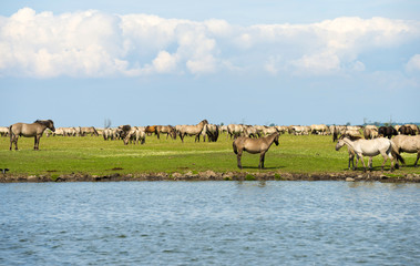 Herd of wild horses along the shore of a lake
