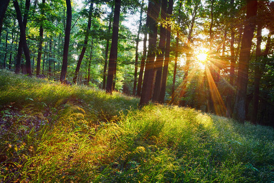 Fototapeta The bright sun rays shining through branches of trees, wood land