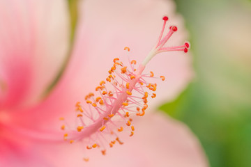 Pollen of pink Chinese rose